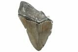 Partial, Fossil Megalodon Tooth - North Carolina #370223-1